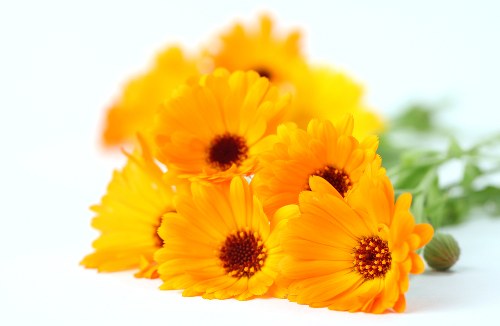 Seasonal flowers arranged elegantly in a vase