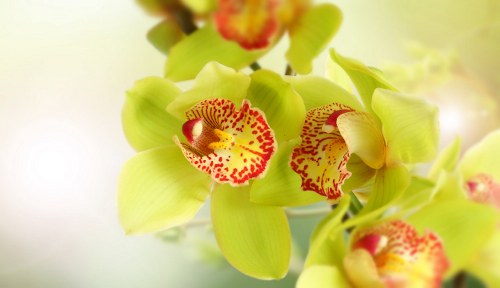 Close-up of unique exotic flowers in a stylish arrangement